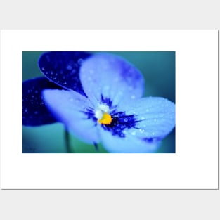 Pansy Blues Posters and Art